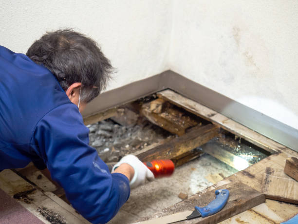 Best Home Mold Removal  in Way, NE