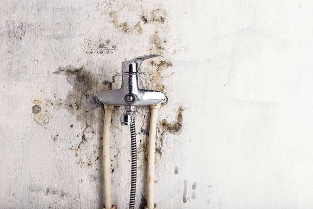 Best Affordable Mold Removal  in Way, NE