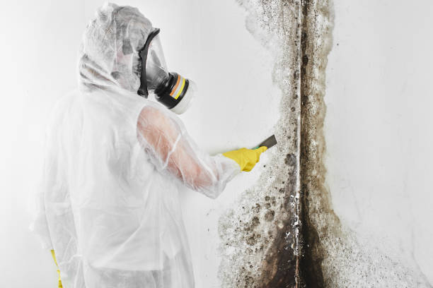 Best Mold Damage Repair  in Way, NE