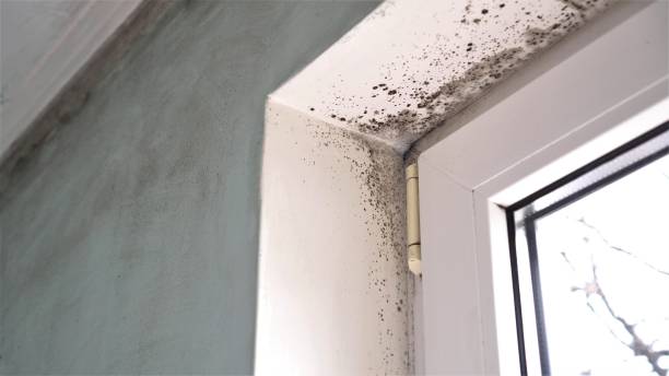 Best Office Mold Removal Services  in Way, NE