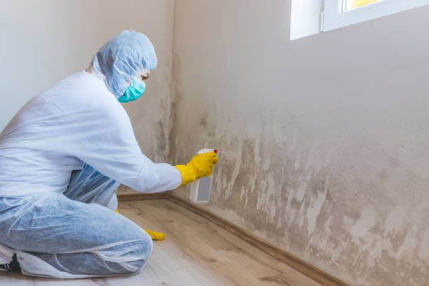 Best Mold Testing and Removal  in Way, NE
