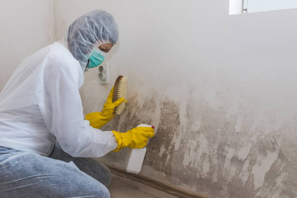 Best Best Mold Removal Companies  in Way, NE