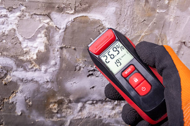 Best Affordable Mold Removal  in Way, NE
