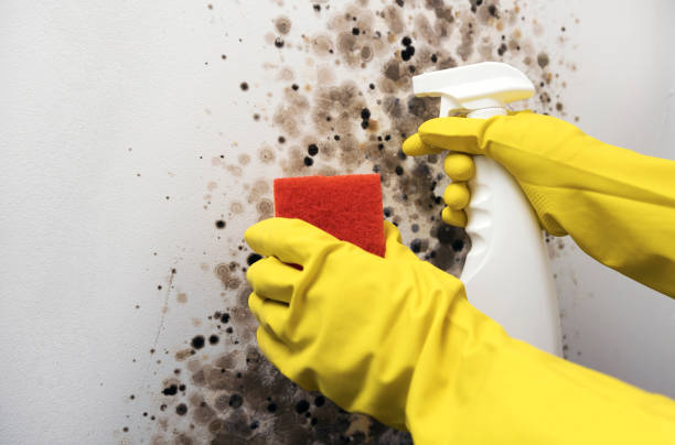 Best Mold Remediation  in Way, NE