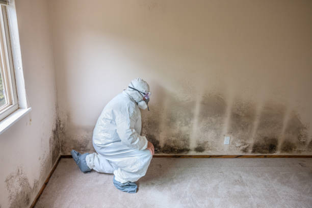 Best Toxic Mold Removal  in Way, NE