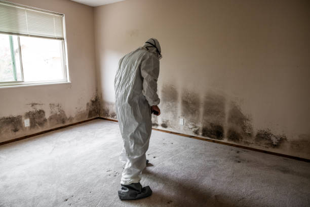 Best Home Mold Removal  in Way, NE