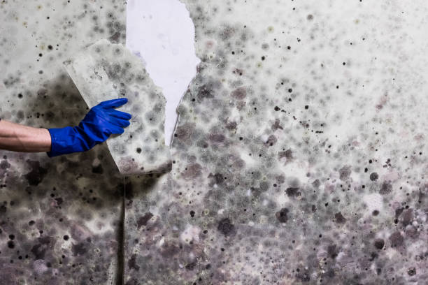 Best Mold Cleaning Services  in Way, NE