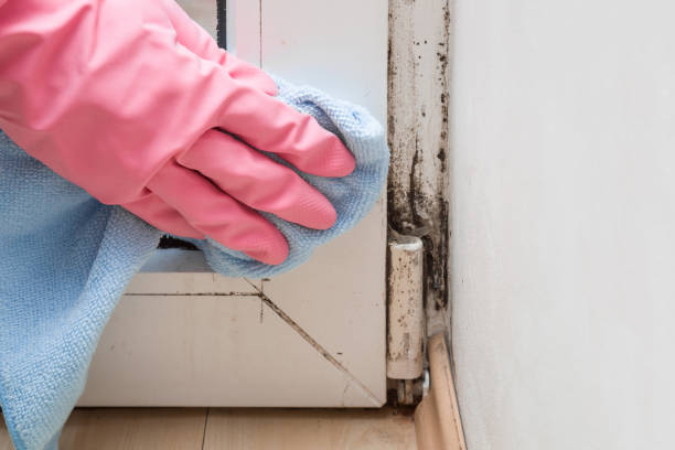 Best Crawl Space Mold Removal  in Way, NE
